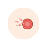 Pale orange circle graphic with illustration of sperm meeting egg