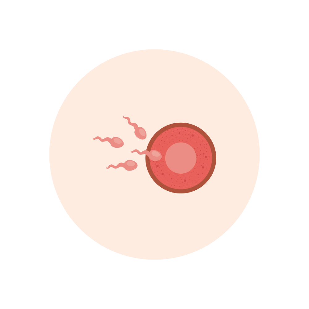 Pale orange circle graphic with illustration of sperm meeting egg