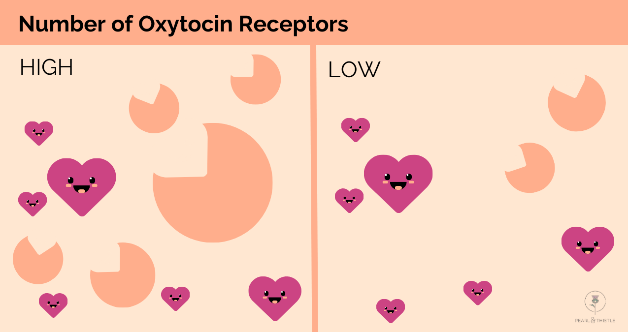 image shows hearts representing oxytocin with circles missing a heart shape as receptors. on the left there is a high number of receptors, on the right there is a low number of receptors