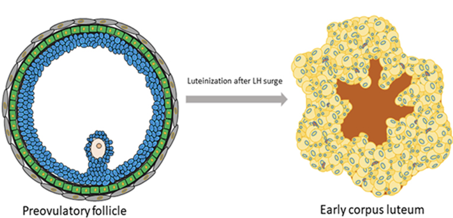 on the left, a round blue ovarian follicle is shown prior to luteinization. On the right, a shriveled yellow follicle shows the effects of luteinization